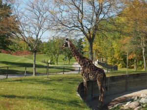 'raffe